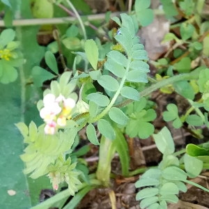 Photographie n°2183502 du taxon Ornithopus sativus Brot. [1804]