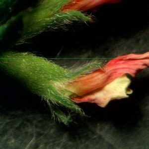 Photographie n°2183504 du taxon Ornithopus sativus Brot. [1804]