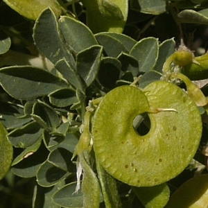 Photographie n°2183525 du taxon Medicago arborea L. [1753]