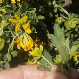 Photographie n°2183527 du taxon Medicago arborea L. [1753]