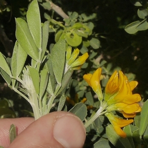 Photographie n°2183529 du taxon Medicago arborea L. [1753]