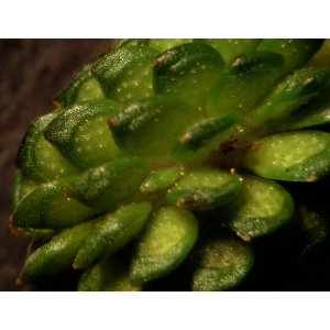 Ranunculus trilobus Desf. (Renoncule à feuilles à trois lobes)