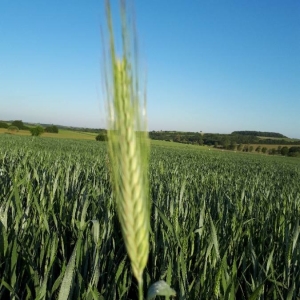 Photographie n°2183559 du taxon Triticum turgidum L. [1753]