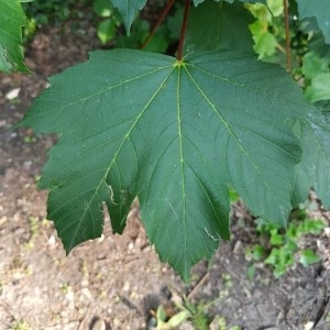 Photographie n°2183579 du taxon Acer pseudoplatanus L. [1753]