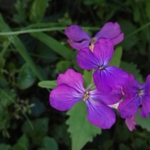 Photographie n°2183587 du taxon Lunaria annua L. [1753]