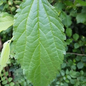 Photographie n°2183623 du taxon Celtis australis L. [1753]