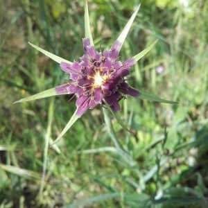 Photographie n°2183644 du taxon Tragopogon angustifolius Bellardi ex Willd. [1803]