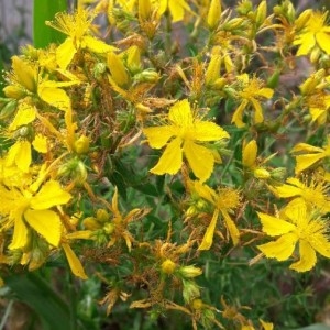 Photographie n°2183707 du taxon Hypericum perforatum L. [1753]