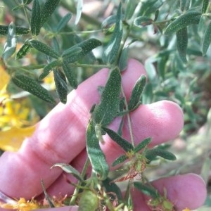 Photographie n°2183708 du taxon Hypericum perforatum L. [1753]