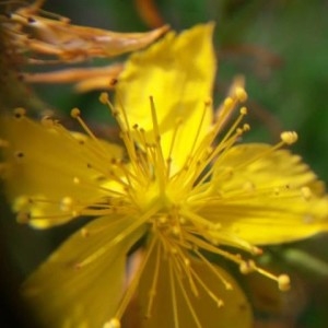 Photographie n°2183709 du taxon Hypericum perforatum L. [1753]
