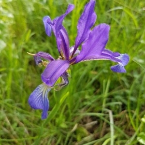 Photographie n°2183726 du taxon Iris spuria L. [1753]