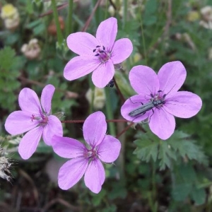 Photographie n°2183733 du taxon Erodium acaule (L.) Bech. & Thell. [1928]