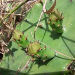 Photographie n°2183774 du taxon Opuntia ficus-indica (L.) Mill. [1768]