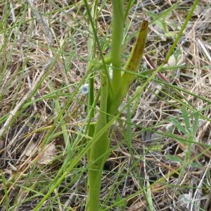 Photographie n°2183809 du taxon Anacamptis pyramidalis (L.) Rich. [1817]