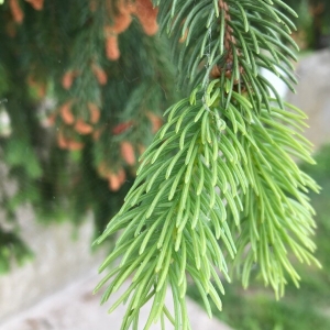 Photographie n°2183811 du taxon Picea abies (L.) H.Karst. [1881]