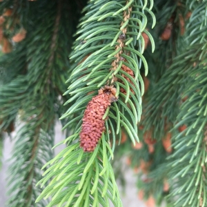 Photographie n°2183812 du taxon Picea abies (L.) H.Karst. [1881]