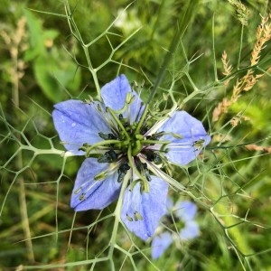 Photographie n°2183816 du taxon Nigella arvensis L. [1753]