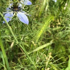 Photographie n°2183818 du taxon Nigella arvensis L. [1753]