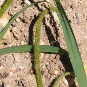 Photographie n°2183819 du taxon Carex pendula Huds. [1762]