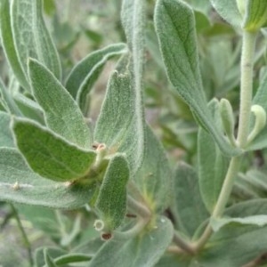 Photographie n°2183844 du taxon Cistus albidus L. [1753]