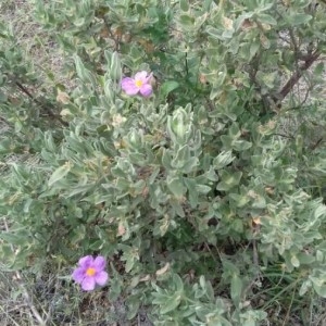 Photographie n°2183845 du taxon Cistus albidus L. [1753]