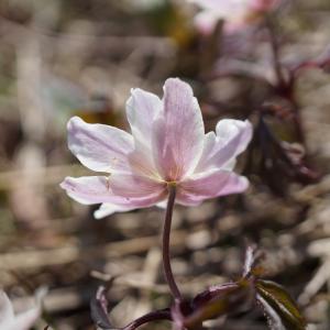 Photographie n°2183847 du taxon Anemone nemorosa L.