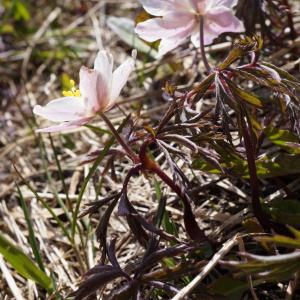 Photographie n°2183848 du taxon Anemone nemorosa L.