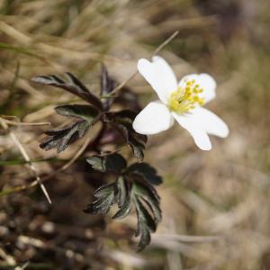 Photographie n°2183851 du taxon Anemone nemorosa L.