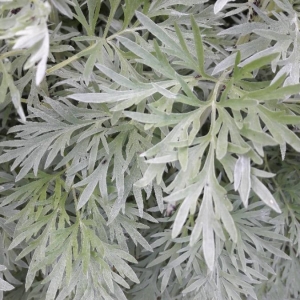 Photographie n°2183854 du taxon Artemisia absinthium L. [1753]