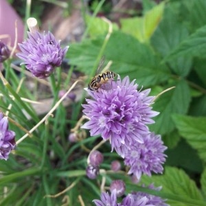 Photographie n°2183864 du taxon Allium schoenoprasum L. [1753]