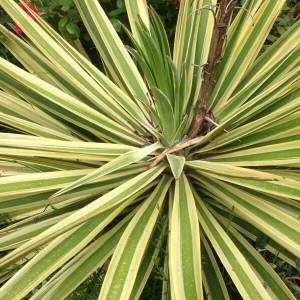 Photographie n°2183913 du taxon Yucca gloriosa L. [1753]