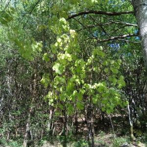 Photographie n°2183927 du taxon Populus tremula L. [1753]