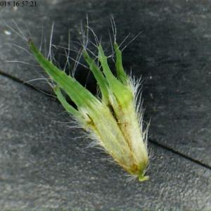 Photographie n°2183952 du taxon Trifolium pratense L. [1753]