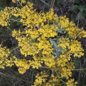 Photographie n°2183958 du taxon Isatis tinctoria L. [1753]