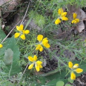 Photographie n°2183977 du taxon Genista hispanica L. [1753]