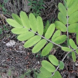 Photographie n°2184001 du taxon Sorbus domestica L. [1753]