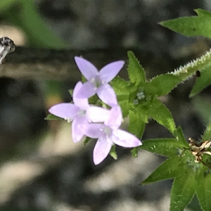 Photographie n°2184009 du taxon Sherardia arvensis L. [1753]