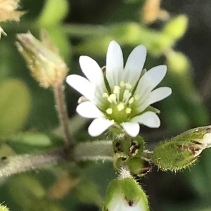 Photographie n°2184011 du taxon Cerastium fontanum Baumg. [1816]