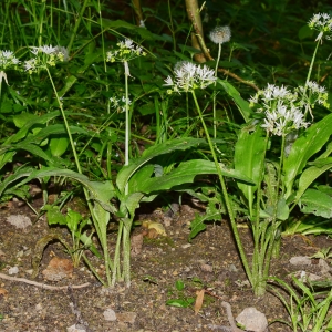 Photographie n°2184017 du taxon Allium ursinum L. [1753]