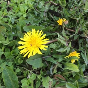 Photographie n°2184029 du taxon Taraxacum officinale F.H.Wigg. [1780]