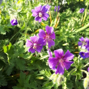 Photographie n°2184034 du taxon Geranium ibericum Cav. [1787]