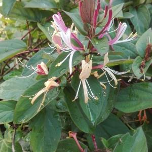 Photographie n°2184036 du taxon Lonicera caprifolium L. [1753]