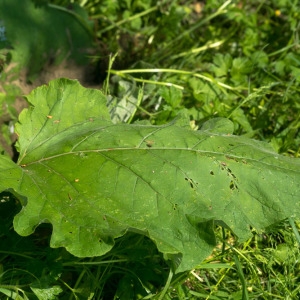 Photographie n°2184046 du taxon Arctium L. [1753]