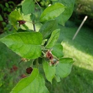 Photographie n°2184068 du taxon Malus domestica Borkh. [1803]