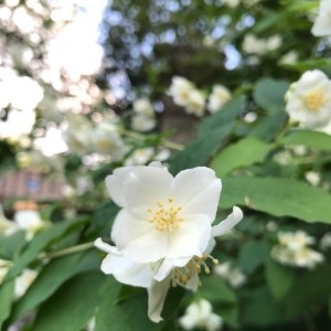 Photographie n°2184082 du taxon Philadelphus coronarius L. [1753]