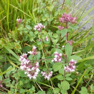 Photographie n°2184084 du taxon Origanum vulgare L.