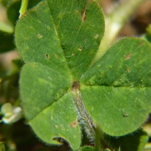 Photographie n°2184088 du taxon Trifolium subterraneum L. [1753]