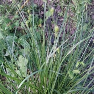 Photographie n°2184095 du taxon Carex divulsa Stokes [1787]