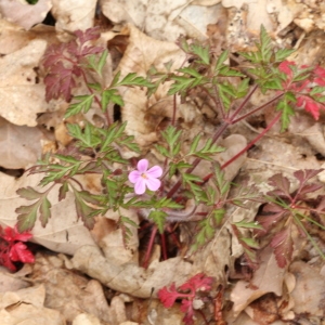 Photographie n°2184102 du taxon Geranium robertianum L. [1753]