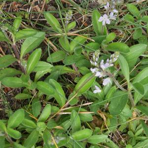 Photographie n°2184124 du taxon Veronica officinalis L. [1753]